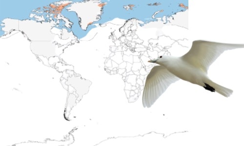 Ivory-Gull-of-White-Birds