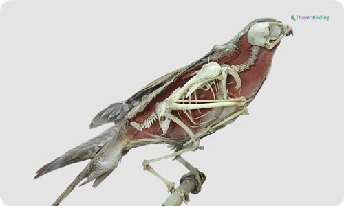 Hollow-Bones-to-Keep-Birds-Lightweight