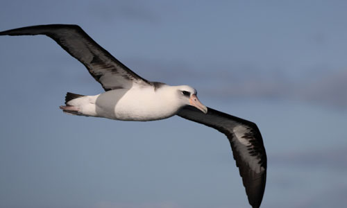 Laysan-Albatross