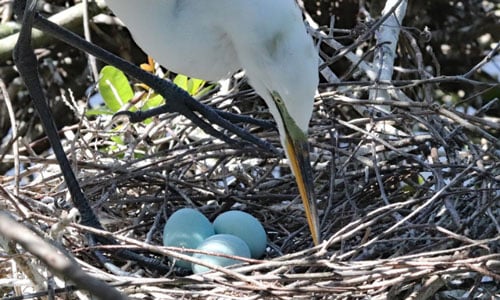 Little-Egret