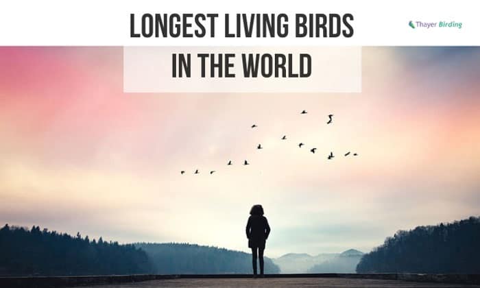 Longest Living Birds in the World