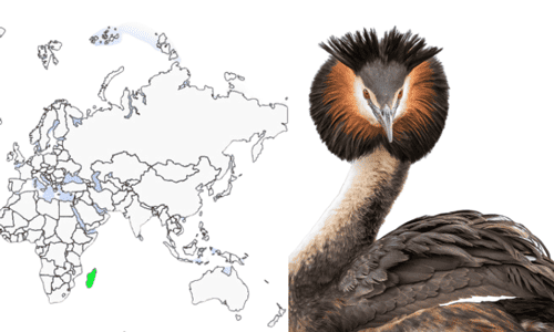 Madagascar-Grebe-of-Order-Podicipediformes