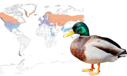 Mallard-of-Order-Anseriformes