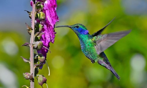 Needle-Like-Beaks-of-Bird