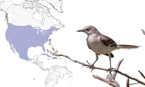 Northern-Mockingbird-of-Common-Birds-in-Florida