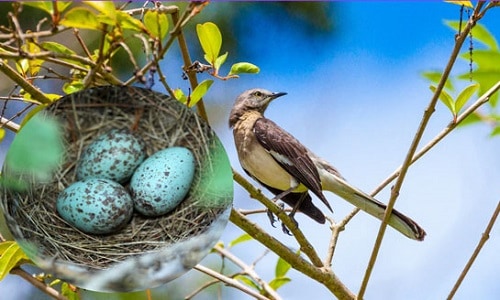 Northern-Mockingbird