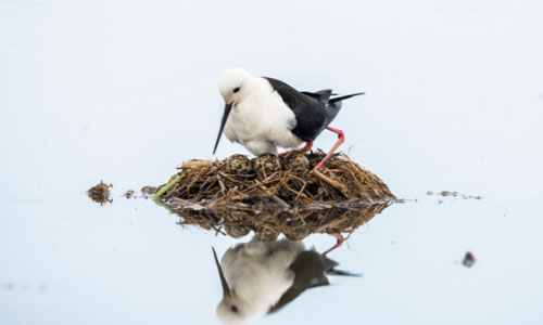 Only-the-female-can-incubate-the-eggs