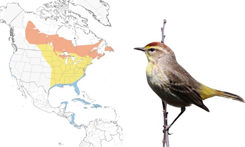 Palm-Warbler-of-Common-Birds-in-Florida