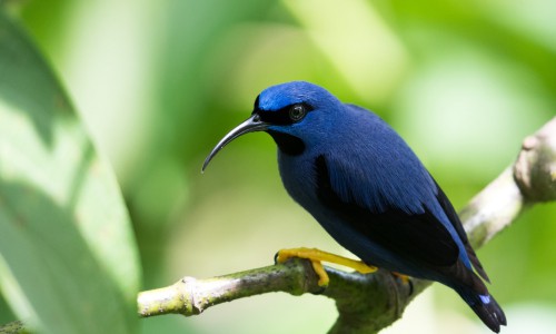 Purple-Honeycreeper-of-purple-bird