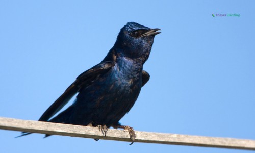 Purple-Martin-of-purple-bird