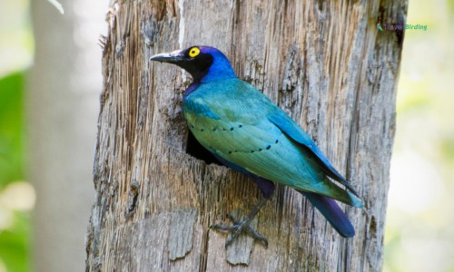 Purple-Starling-of-purple-bird