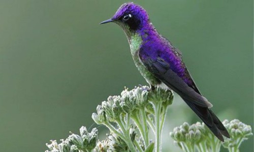 Purple-backed-Thornbill-of-purple-bird