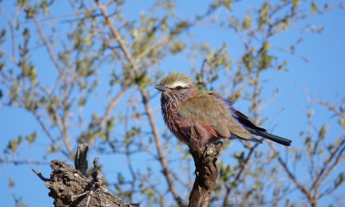 Purple-winged-Roller-of-purple-bird