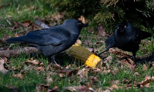 Put-Up-Crow-Decoys