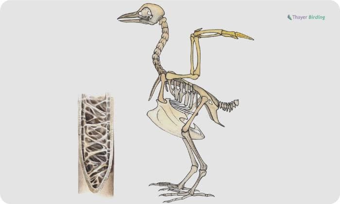 Reason-Why-Birds-Have-Hollow-Bones