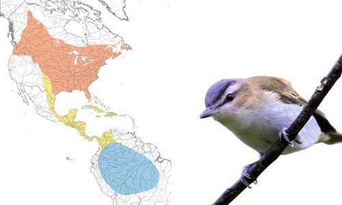 Red-eyed-Vireo-of-Common-Birds-in-Florida