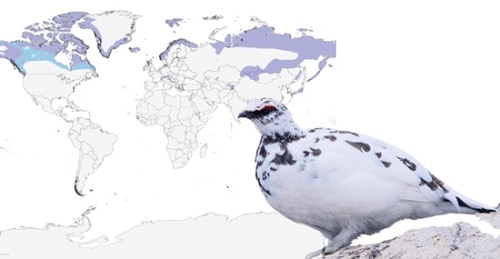 Rock-Ptarmigan-of-White-Birds