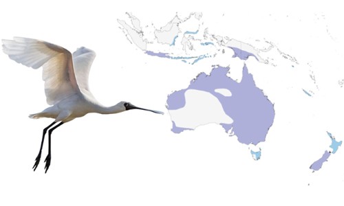 Royal-Spoonbill-of-White-Birds