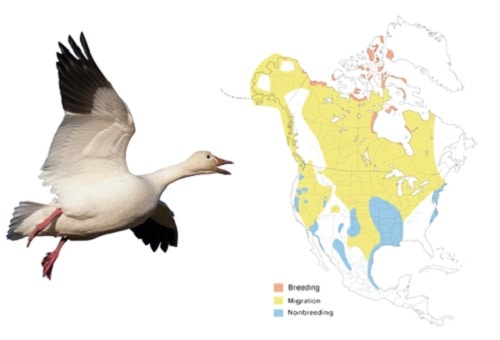 Snow-Goose-of-White-Birds