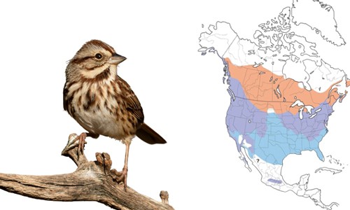Song-Sparrow-of-Common-Birds-in-Florida