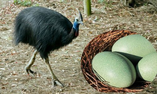 Southern-Cassowary-of-egg