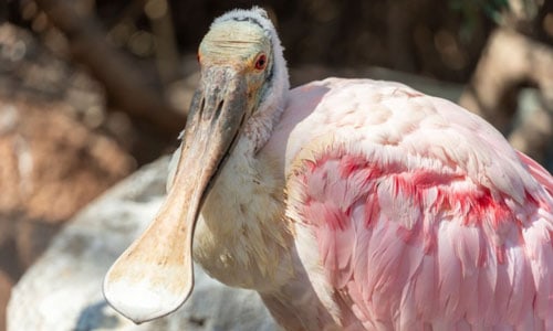 Spatulate-Beaks-of-bird