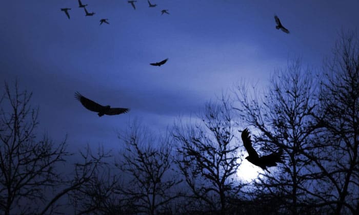 Spiritual-Interpretations-of-Birds-Chirping-at-Night