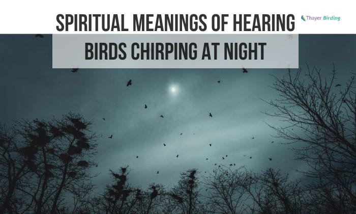 Spiritual Meanings of Hearing Birds Chirping at Night
