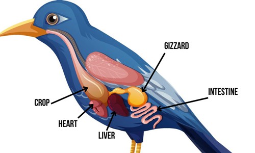 Step-2-The-Trip-Down-Esophagus-Lane