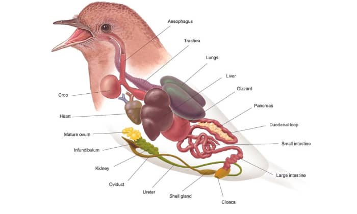 Steps-Involved-in-Bird-Digestion