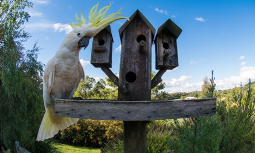 Sulphur-Crested-Cockatoo