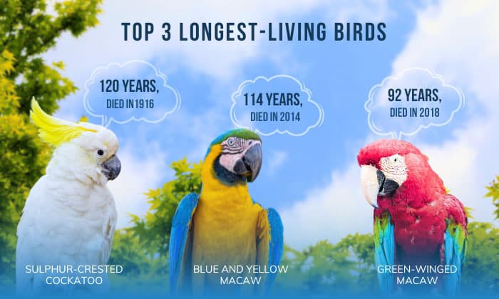 Top-Longest-Living-birds