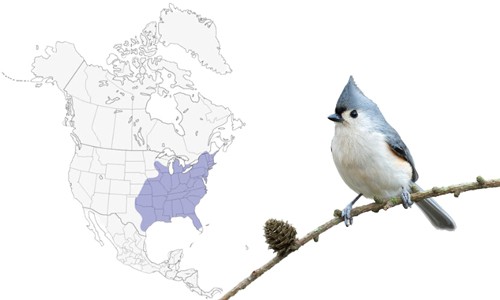 Tufted-Titmouse-of-Common-Birds-in-Florida