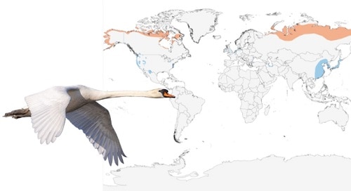 Tundra-Swan-of-White-Birds