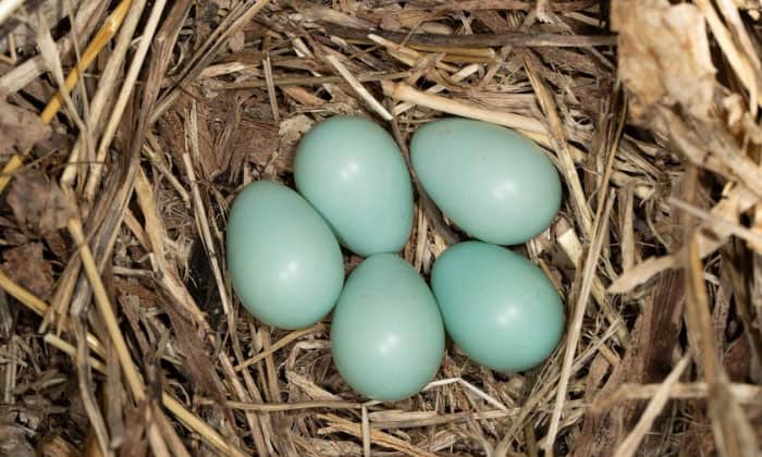 Types-of-Birds-that-Lay-Green-Eggs
