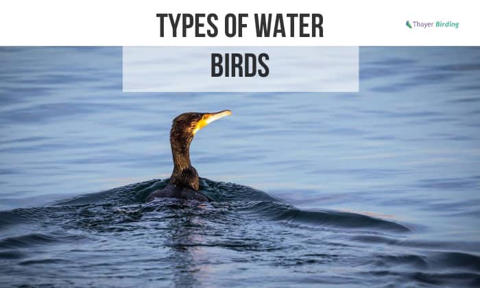 Types of Water Birds