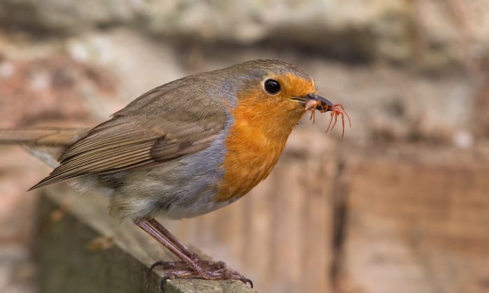 Understanding-Bird-Digestion