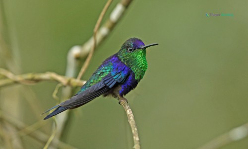 Violet-Crowned-Woodnymph-of-purple-bird
