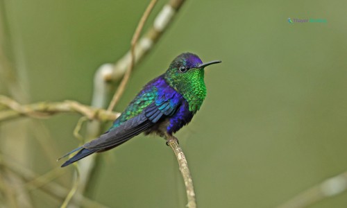 Violet-Crowned-Woodnymph-of-purple-bird