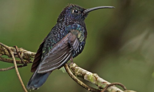 Violet-Sabrewing-of-purple-bird