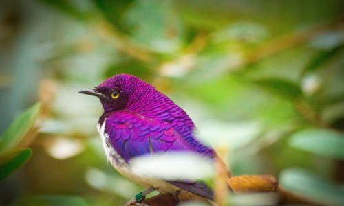 Violet-backed-Starling-of-purple-bird