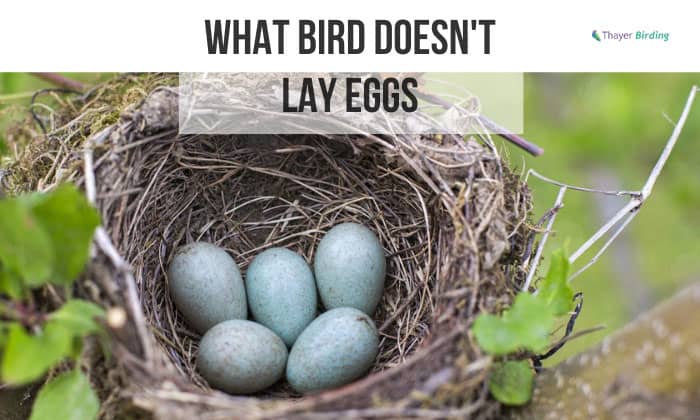 What Bird Doesn't Lay Eggs
