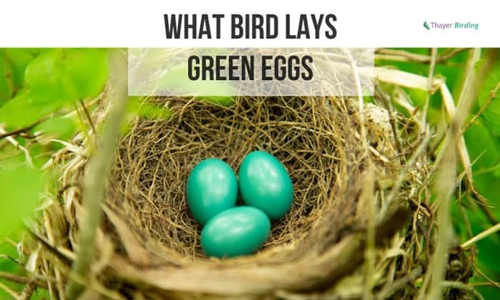 What Bird Lays Green Eggs
