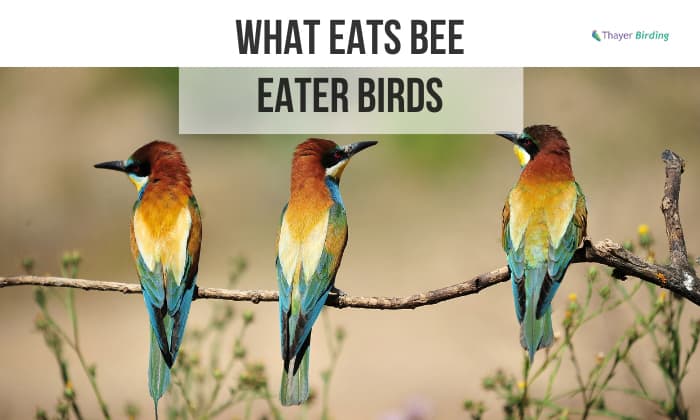 What Eats Bee Eater Birds