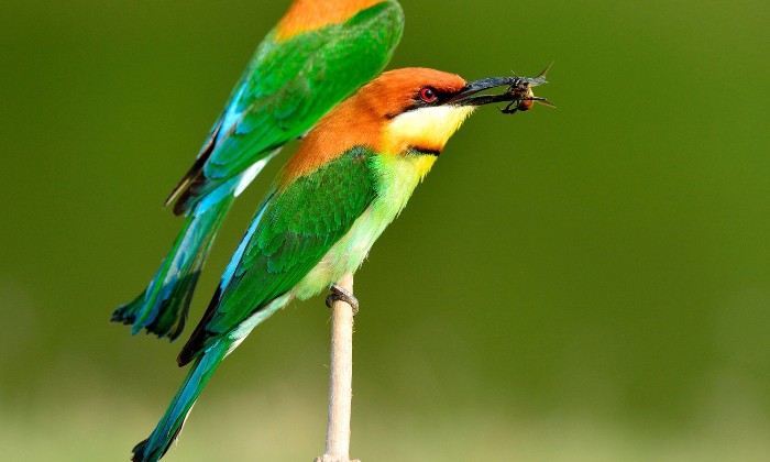 What-are-Bee-Eater-Birds
