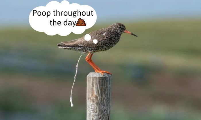 When-do-birds-poop