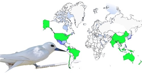 White-Tern-of-White-Birds