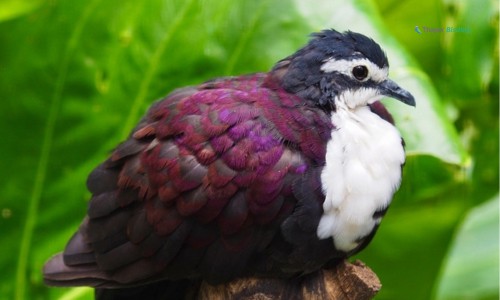 White-breasted-Ground-Dove-of-purple-bird