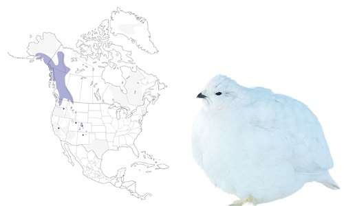 White-tailed-Ptarmigan-of-White-Birds