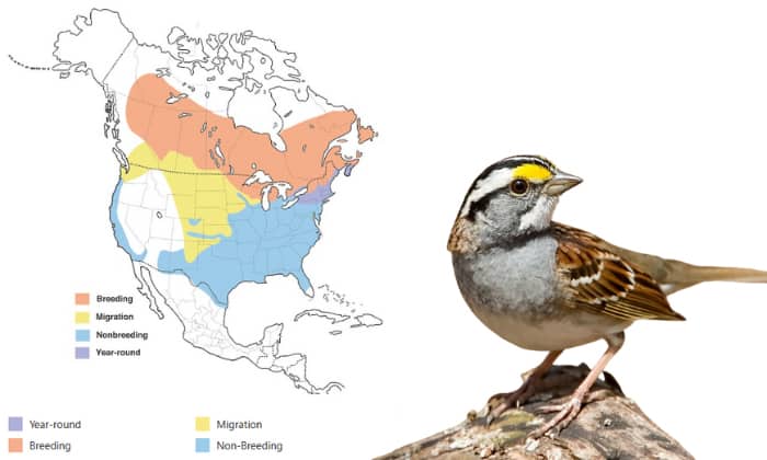 White-throated-sparrow